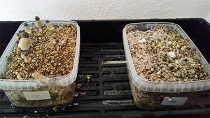 kit de champignons kit de champignons