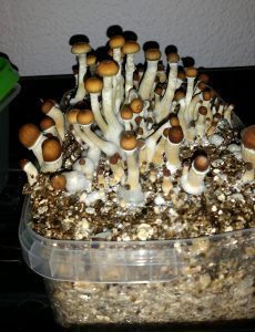 Comment faire pousser des champignons magiques - champignons entiers comment faire pousser des champignons magiques