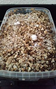 Paramètres de base du champignon magique mycélum de champignon magique