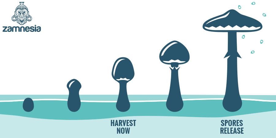 Le cycle de vie des champignons: de la spore à la spore LE CYCLE DE VIE DES CHAMPIGNONS: DE SPORE EN SPORE