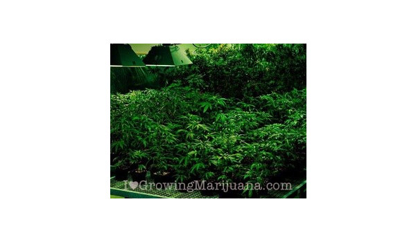 marijuana light cycle