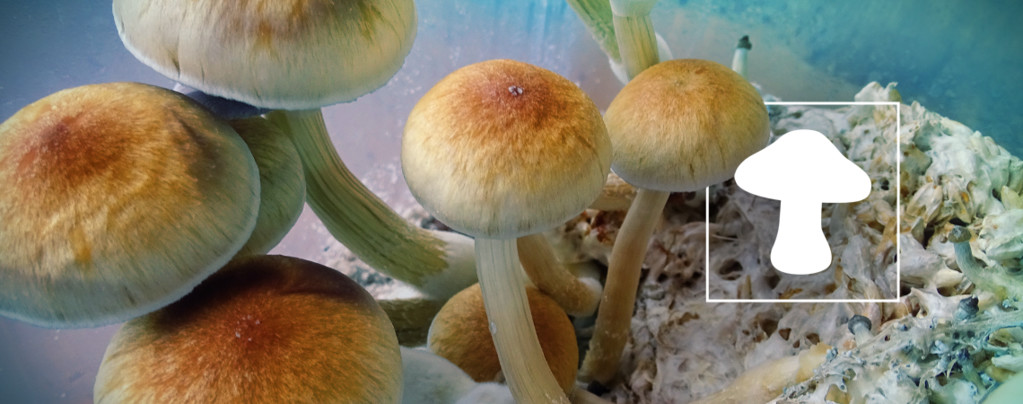 Le guide ultime pour cultiver des champignons magiques à l'intérieur