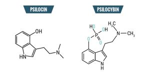 Composants de champignons magiques comment faire pousser des champignons magiques