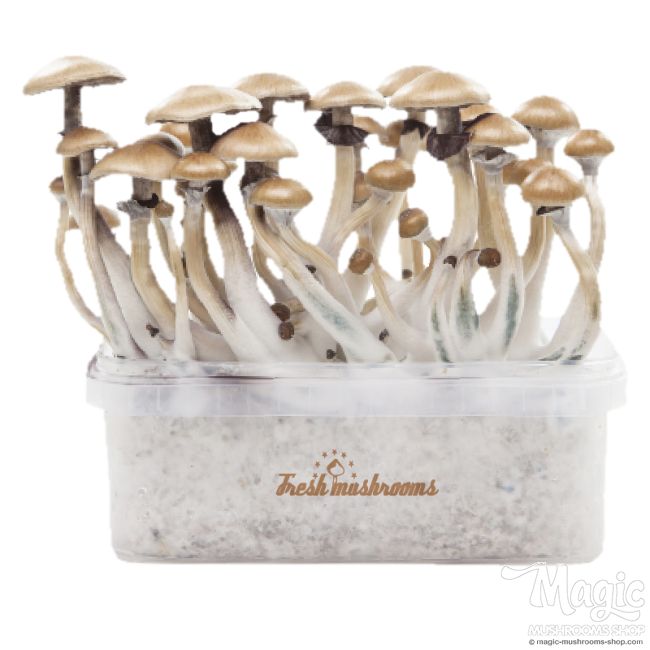freshmushrooms grow kit