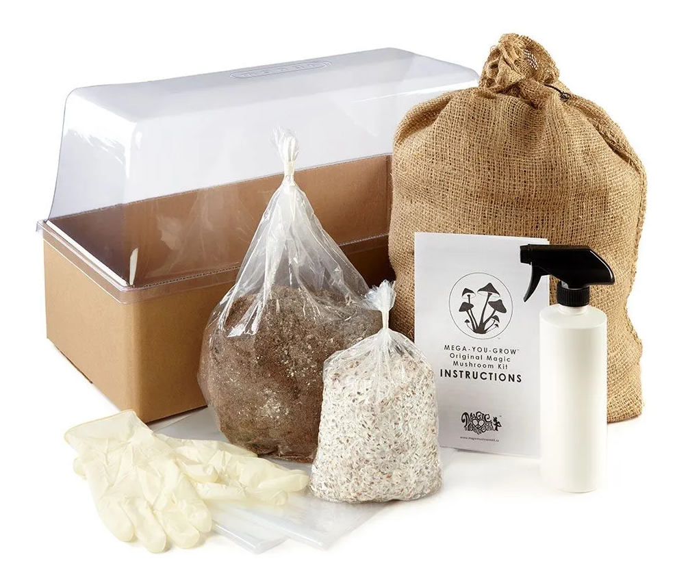 kit champignon magique