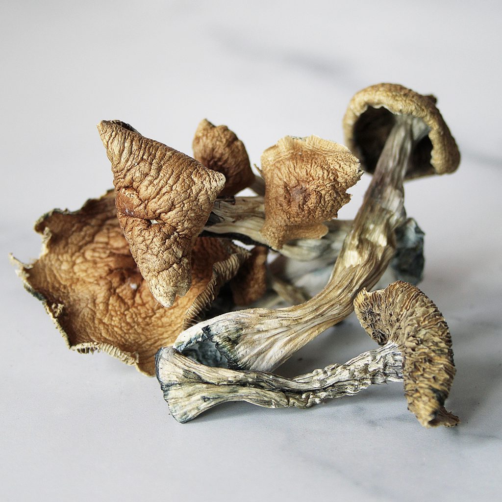 achat Golden Teacher