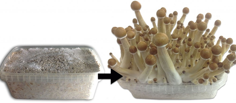 faire pousser des champi facilement à la maison