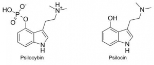 Effets de truffe magique psilocybine et psilocine