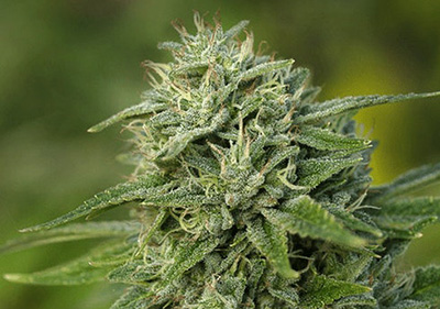 Gorilla Glue #4 forte avec beaucoup THC - graines de cannabis a cultiver 