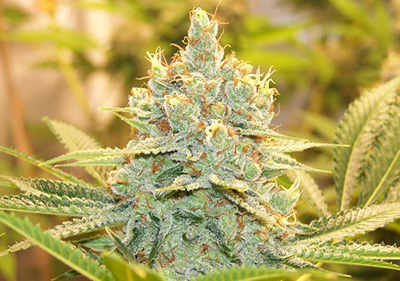 Bruce Banner Féminisée - Graines de cannabis la plus forte