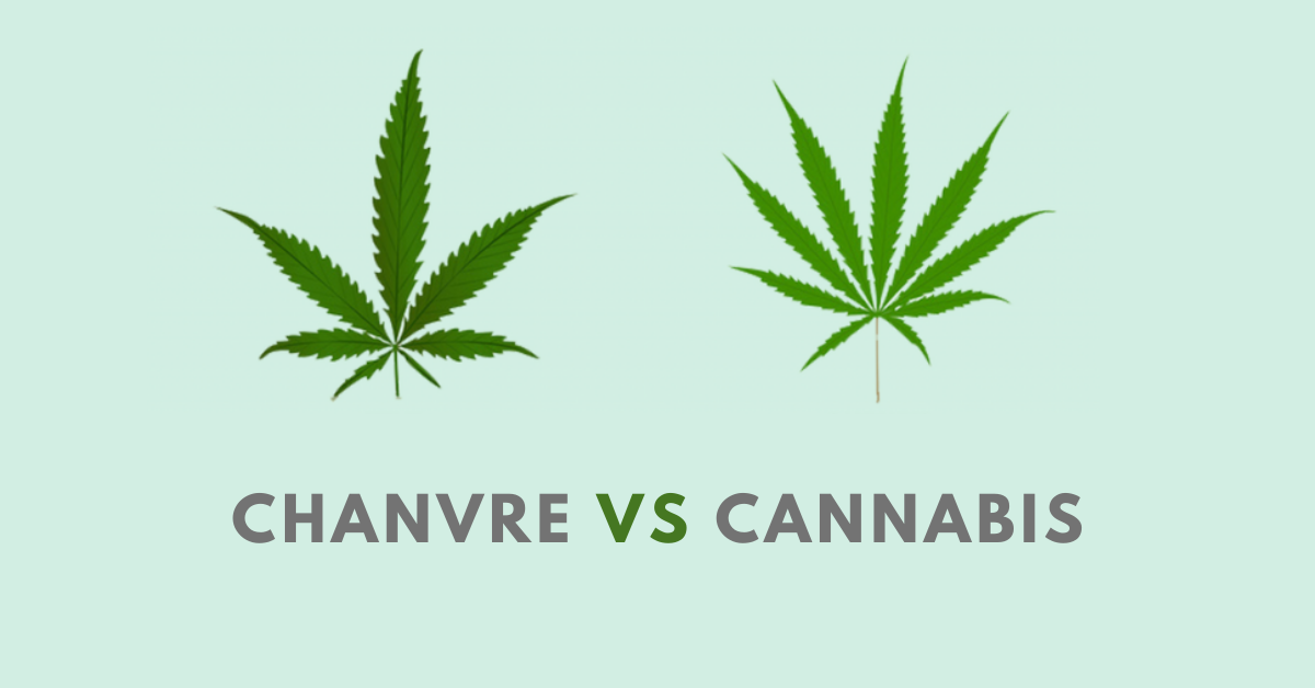 Quelles sont les différences entre le chanvre et le cannabis