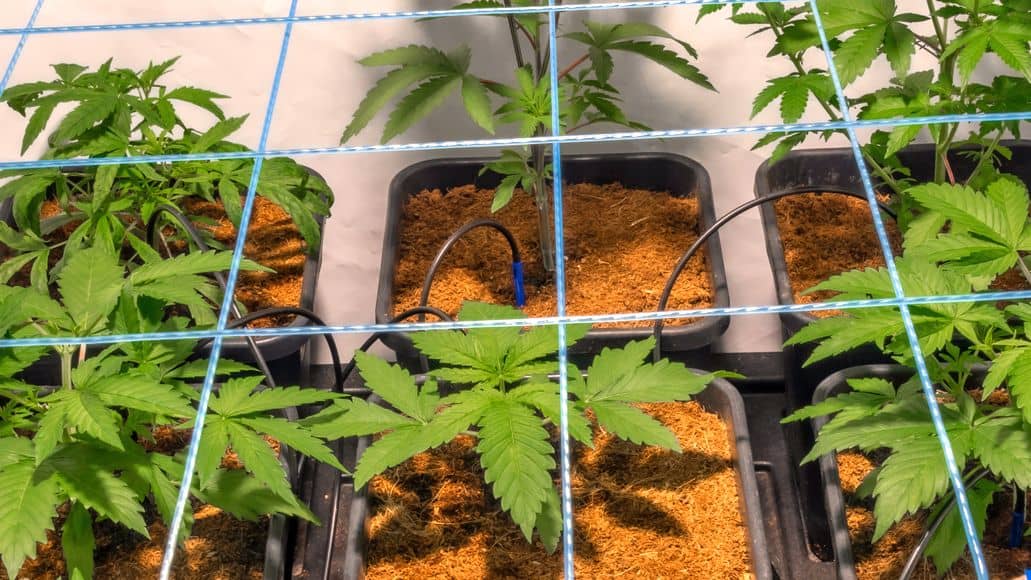 Six plantes de mauvaises herbes en pots