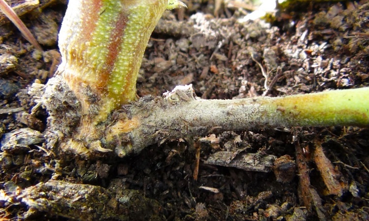 Racine malade de la marijuana