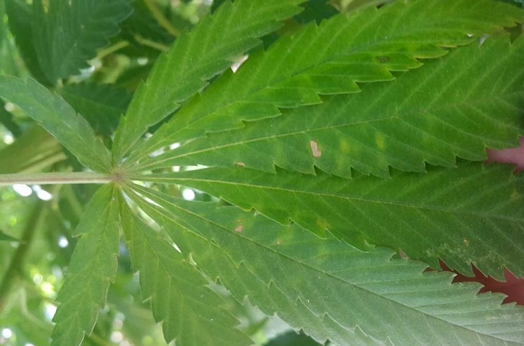 Feuilles brûlées par le vent