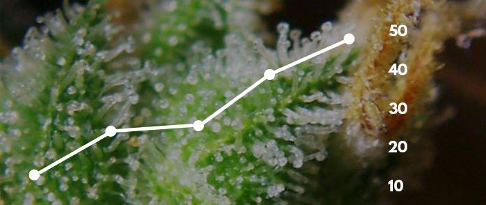 Augmenter la production de trichomes