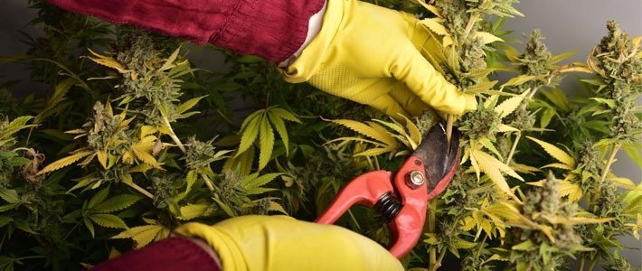 Le temps de récolte augmente la production de trichomes