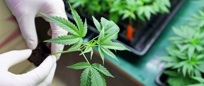 Augmentation minimale de la production de trichomes par contact