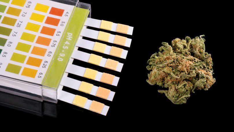 Des échantillons de dépistage de drogue à côté d'un bourgeon de cannabis sur fond noir