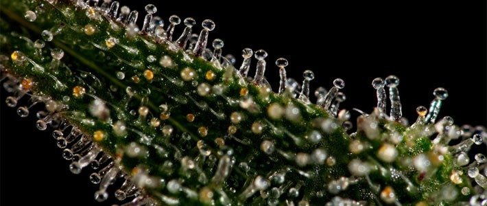 Qu'est-ce qu'une augmentation de la production de trichomes?