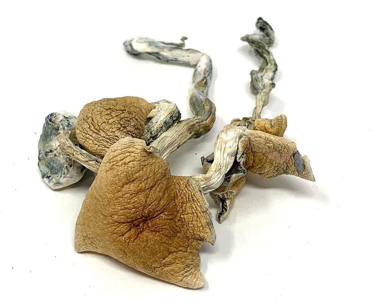 manger des champignons séché