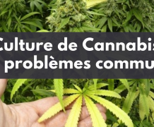 Les 7 problèmes les plus courants lors de la culture de cannabis