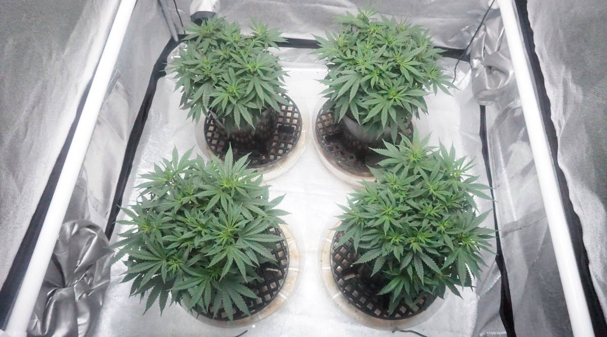 tente de culture de cannabis