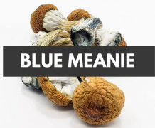 Tout savoir sur les champignons magiques Blue Meanies