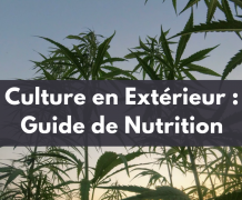 Comment fertiliser et nourrir votre cannabis pour la culture estivale en extérieur