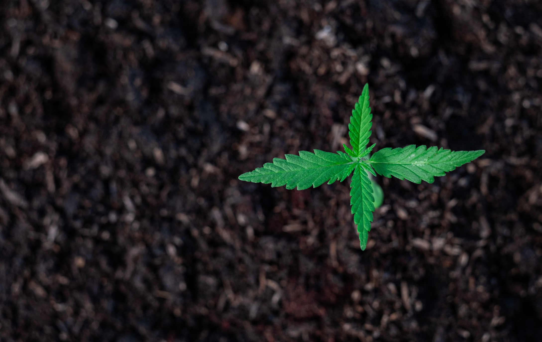 cultiver du cannabis en terre