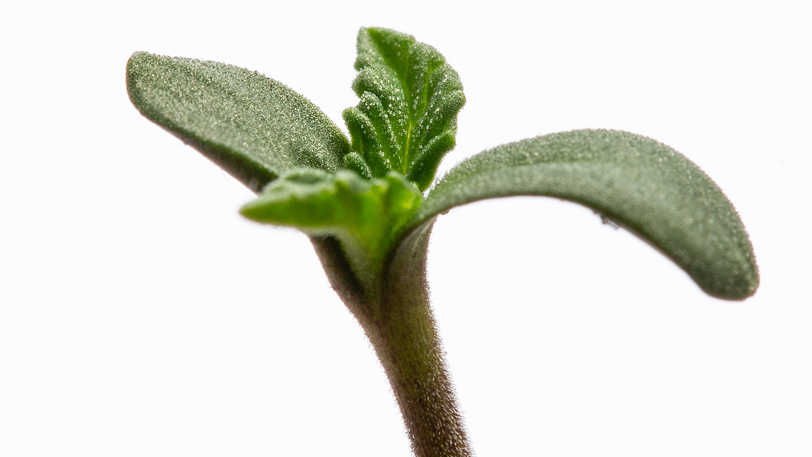 Nutriments pour le cannabis en phase de croissance