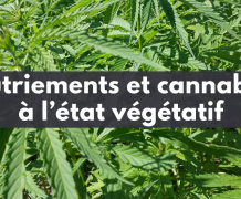 Comment nourrir vos plantes de cannabis à l'état végétatif ? (Le Guide Complet)