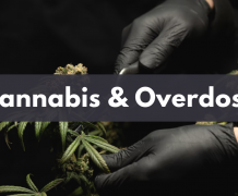Pourquoi il est impossible de faire une overdose avec du cannabis ?