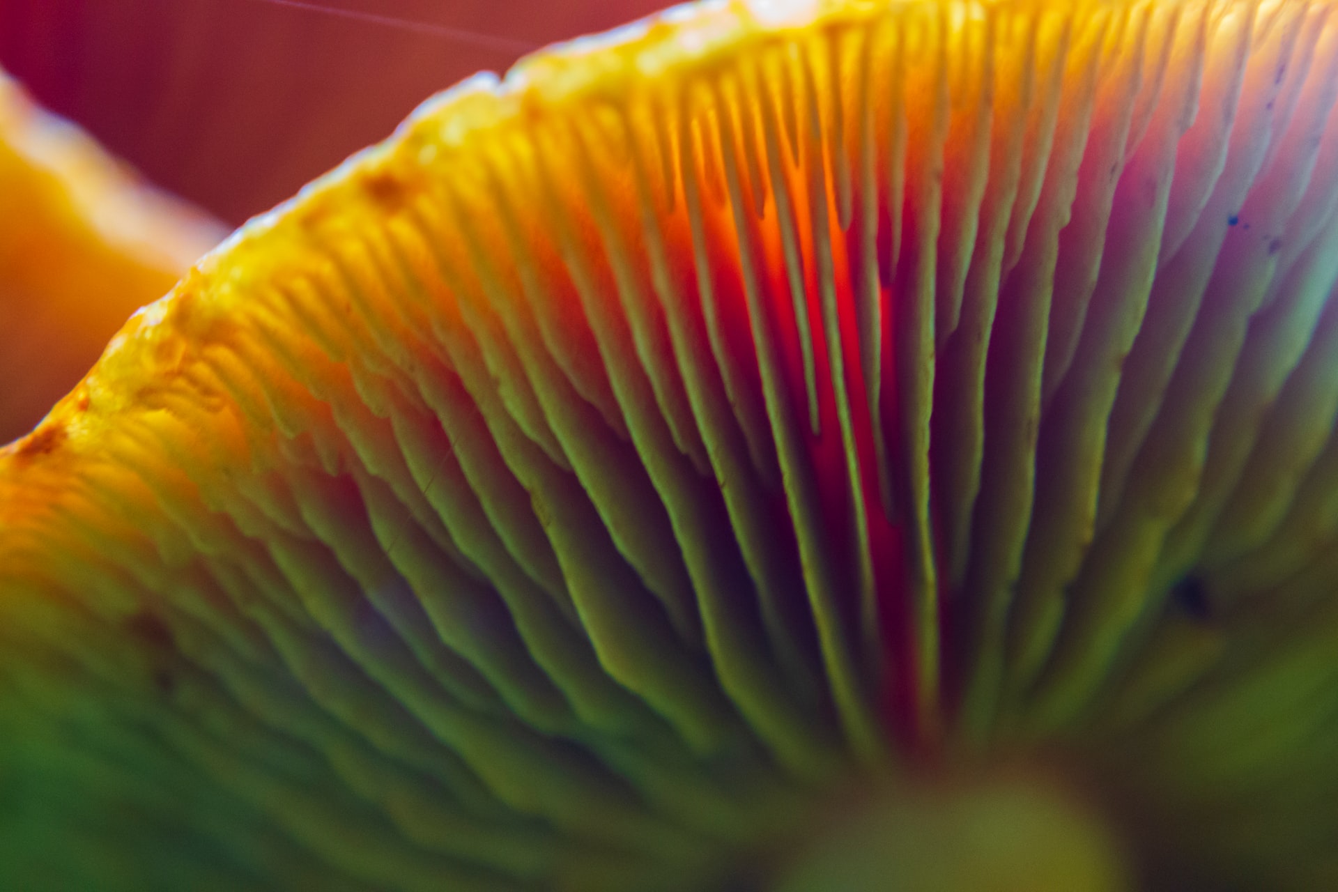 Pourquoi les champignons magiques provoquent-ils des nausées et comment les éviter ?