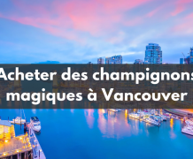 Acheter des champignons magiques à Vancouvert shroom vancouver