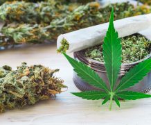 Quels sont les bienfaits et risques du cannabis ? bourgeons de marijuana Joint et moulin à herbe broyée