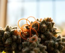 MAC1 (Miracle Alien Cookies) : pourquoi tout le monde en parle ? gg4 gorilla glue