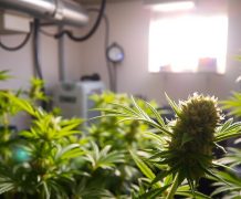 Zkittlez : arc-en-ciel de terpènes et culture indoor simplifiée ice cream strain