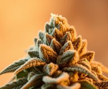 Gorilla Glue pink runtz cannabis