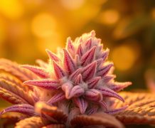 Pink Runtz : saveur bonbon et euphorie – test & avis 2025 runtz variété