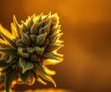 Bubba Kush : indica résineuse, effets apaisants et rendement white widow variété